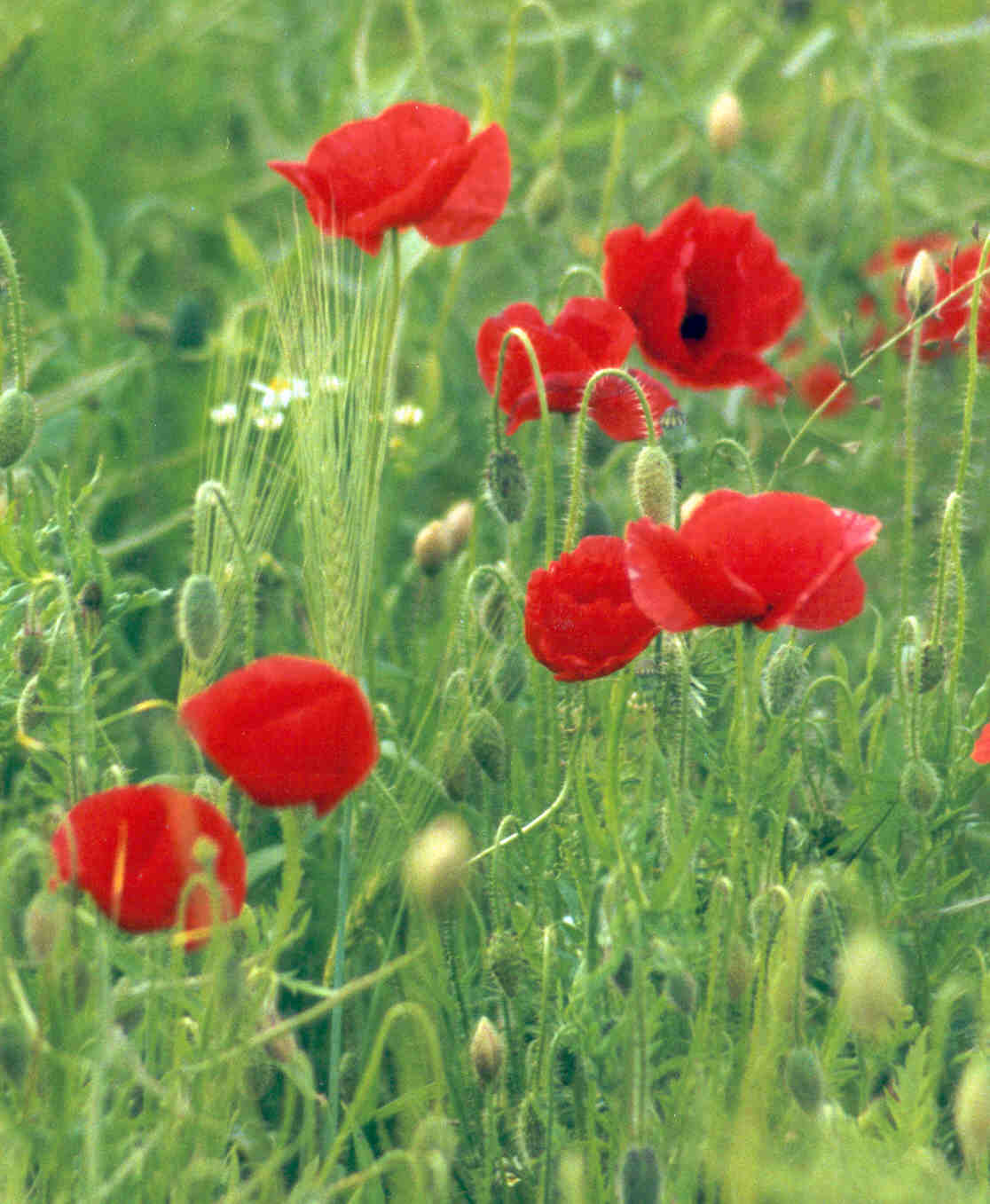 Mohn im Getreide